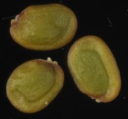 Cardamine sinuatifolia. Seeds.
 Image: P.B. Heenan © Landcare Research 2019 CC BY 3.0 NZ